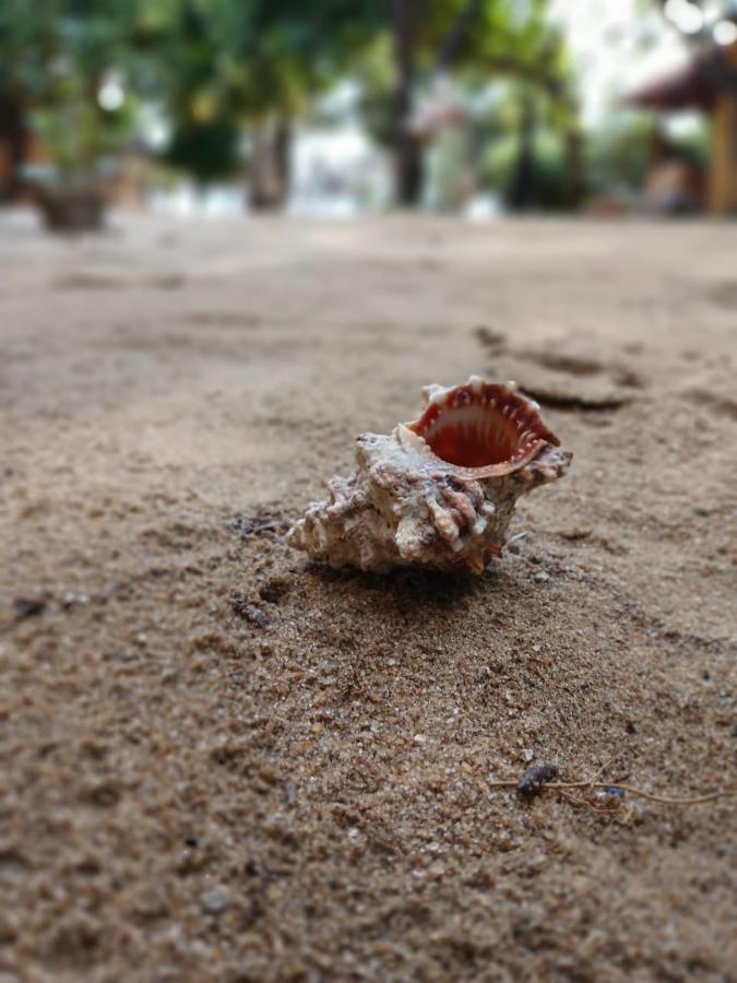 Wild seashell resting on golden Kalpitiya sand